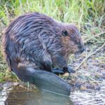 Beaver