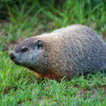 close up on groundhog on the meadow