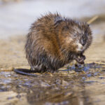 Muskrat in spring