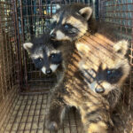 raccoons-trapped