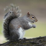 A delightful profile view of a grey squirrel perching on a fallen tree trunk.