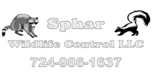 Sphar - BW logo - no bg - white letter